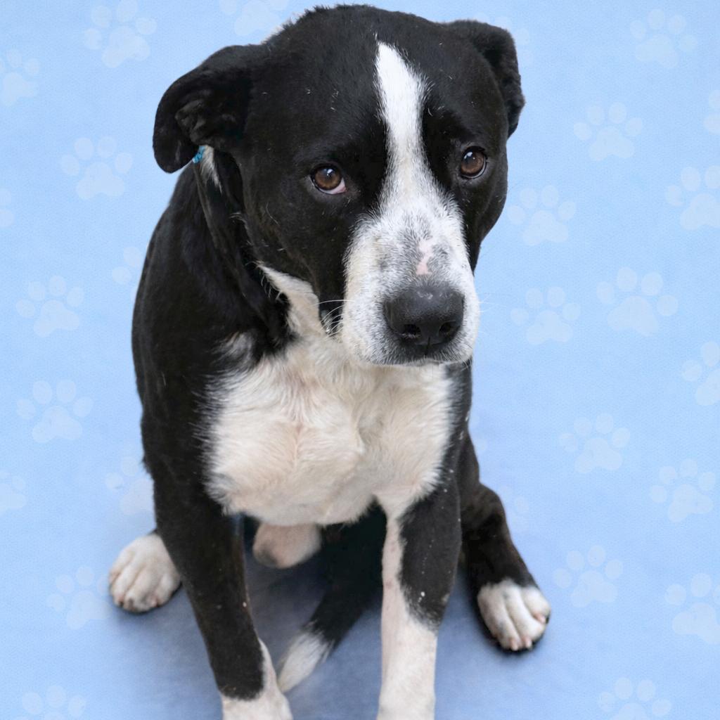 Pablo — thumbnail 2