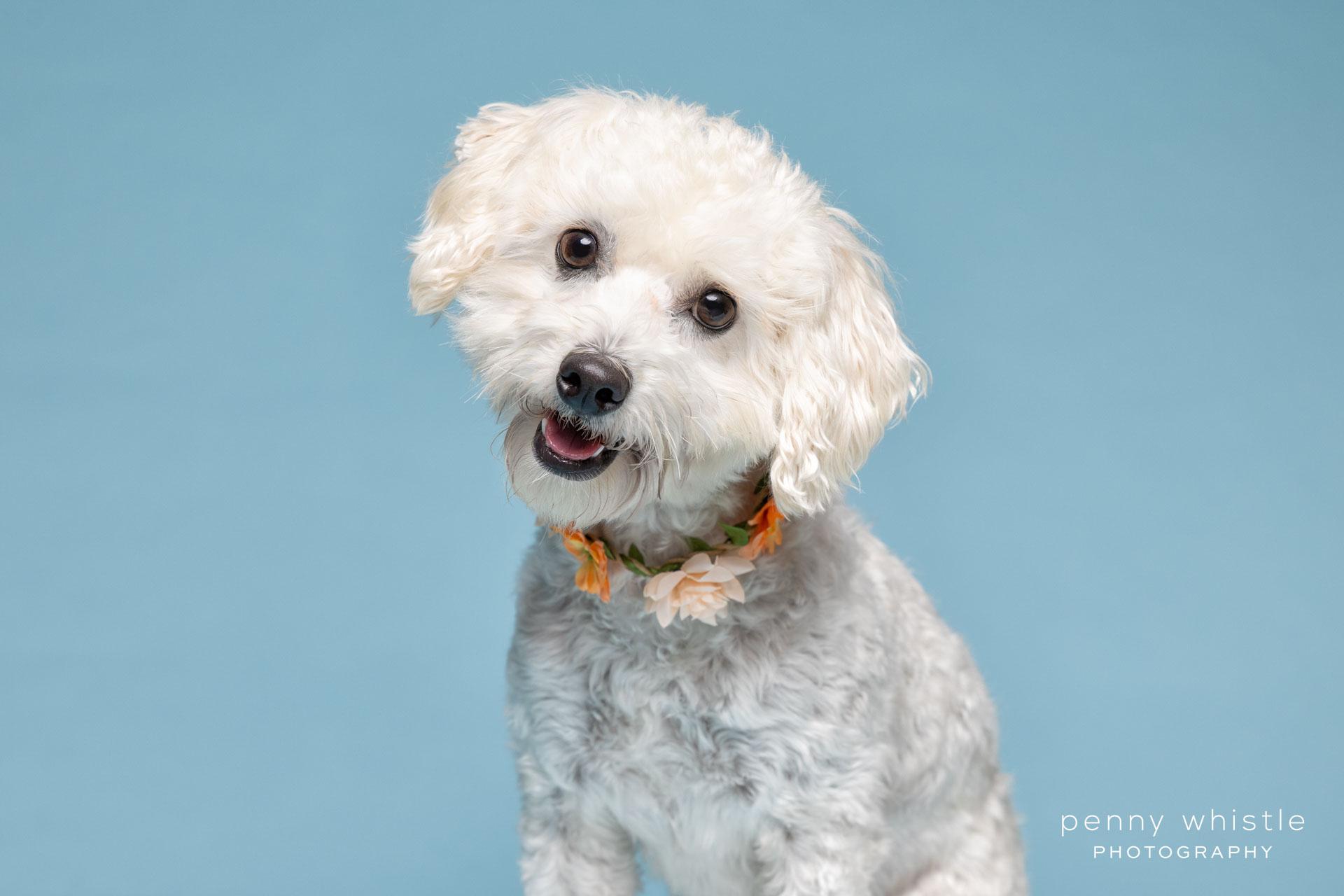 Sissy, Adoptable, Young Female Maltipoo & Bichon Frise.