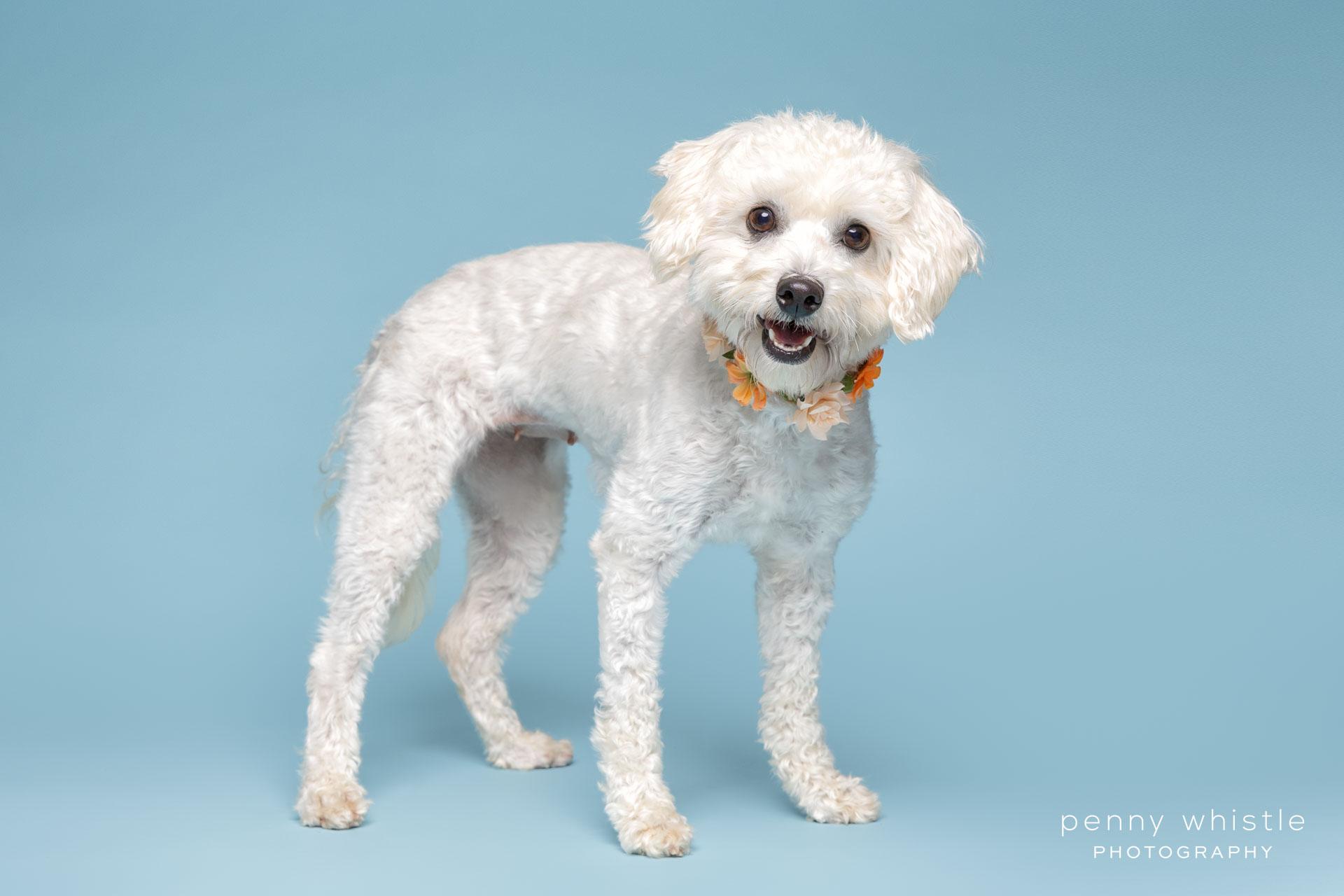 Enlarge Sissy, a Adoptable mixed breed in Coppell, TX image 2/5