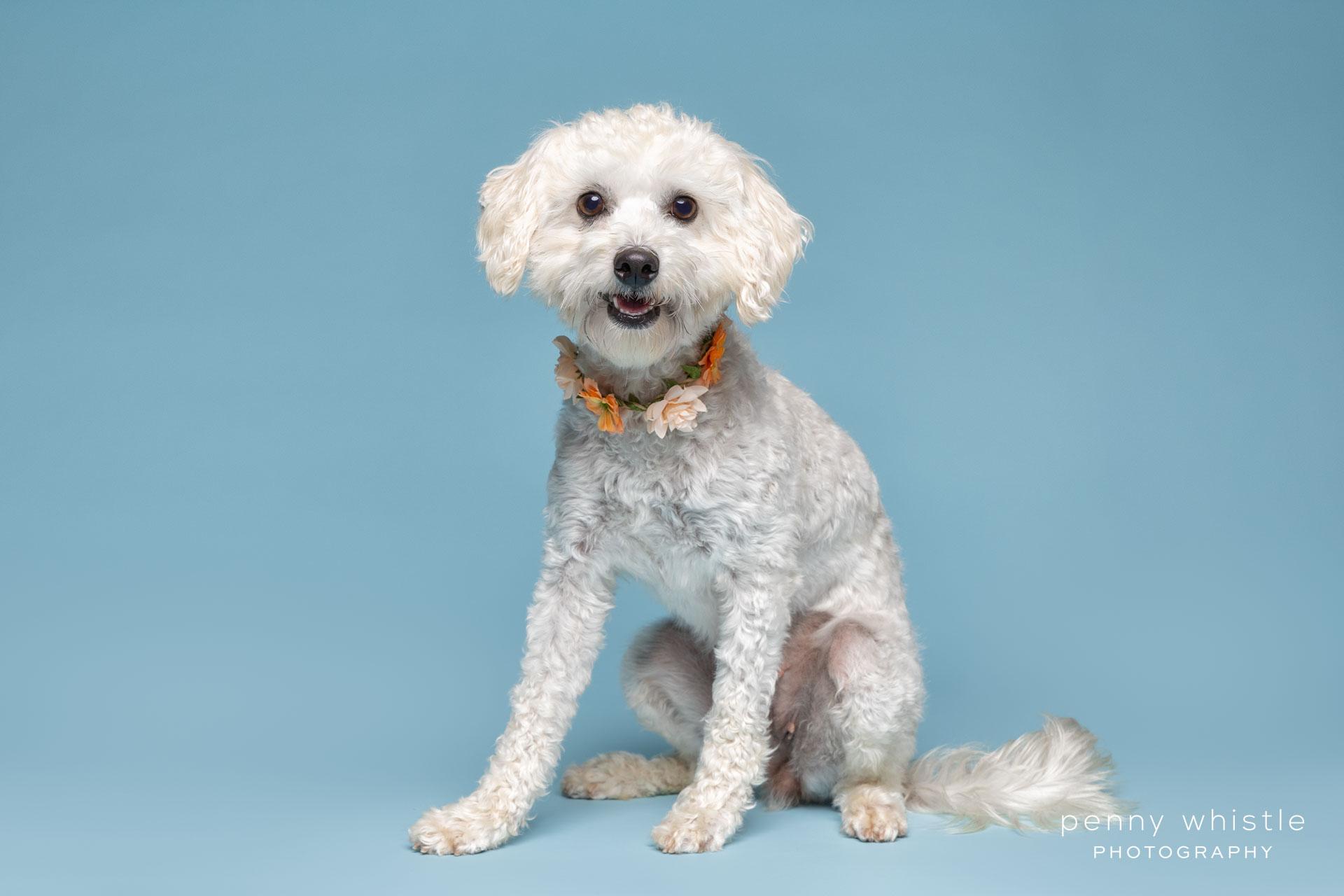 Enlarge Sissy, a Adoptable mixed breed in Coppell, TX image 4/5