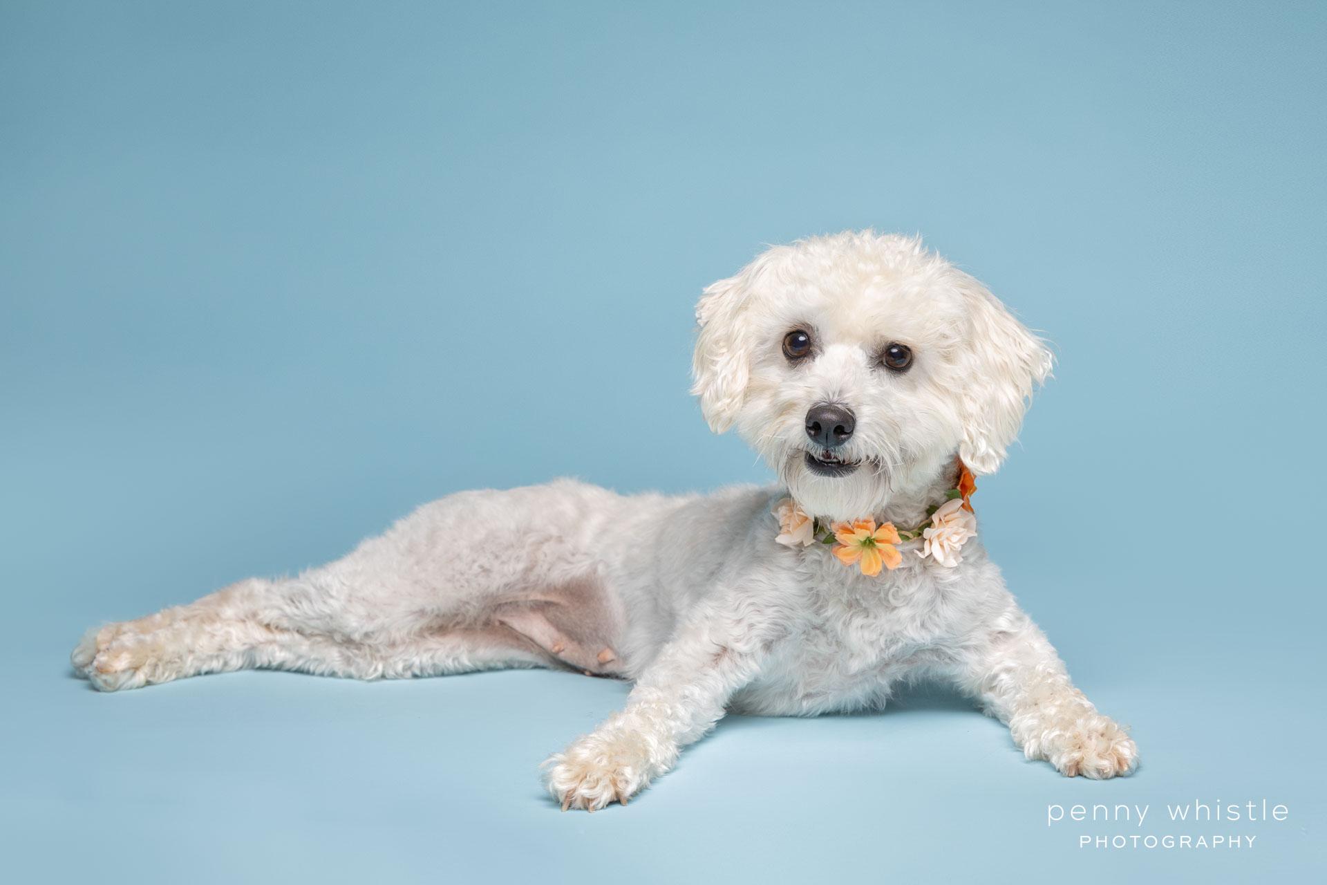 Enlarge Sissy, a Adoptable mixed breed in Coppell, TX image 5/5