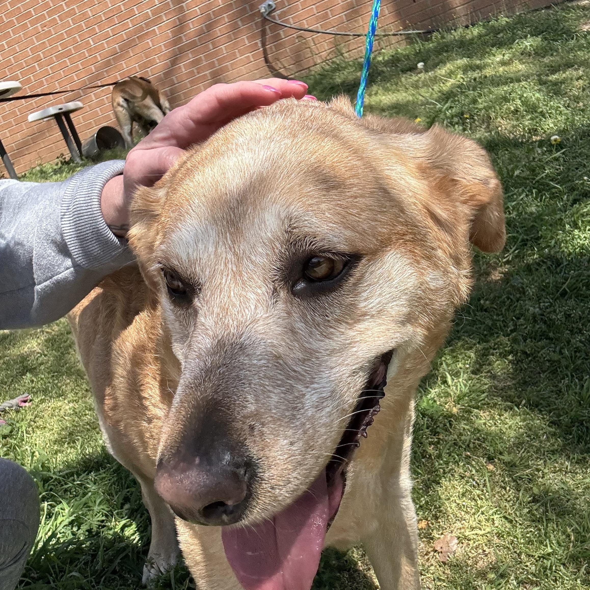 Angel, ADOPTABLE, Adult Female Yellow Labrador Retriever.