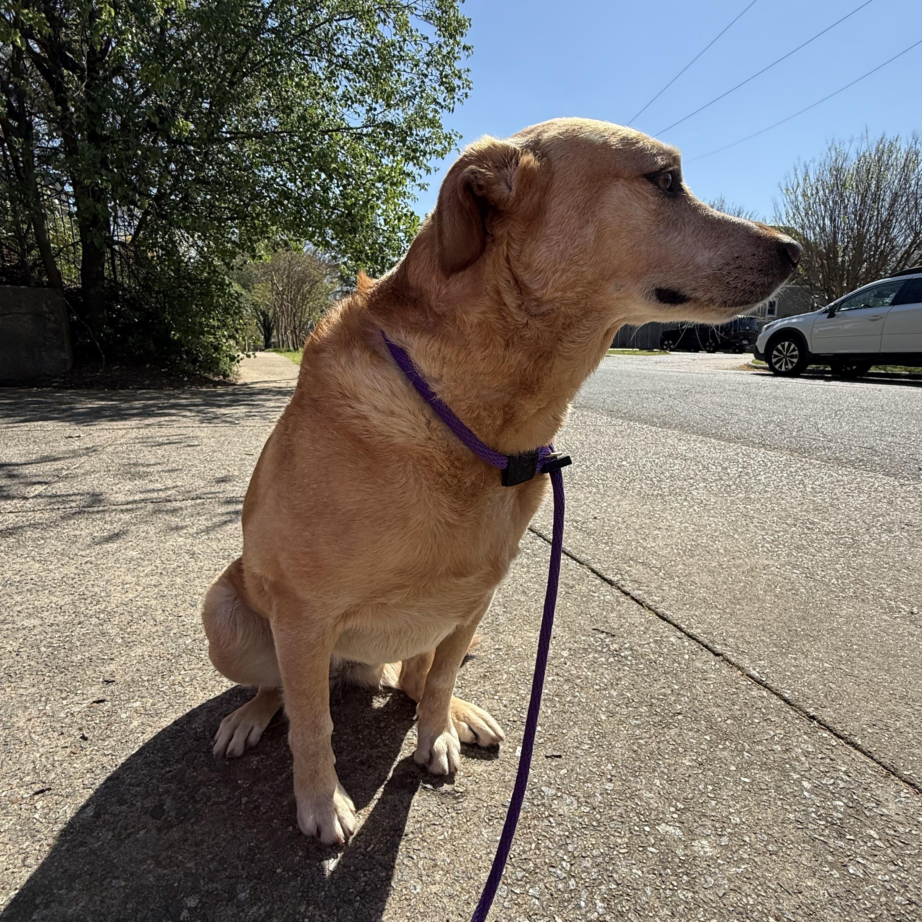 Angel, a ADOPTABLE Yellow Labrador Retriever in North Little Rock, AR image 2/2