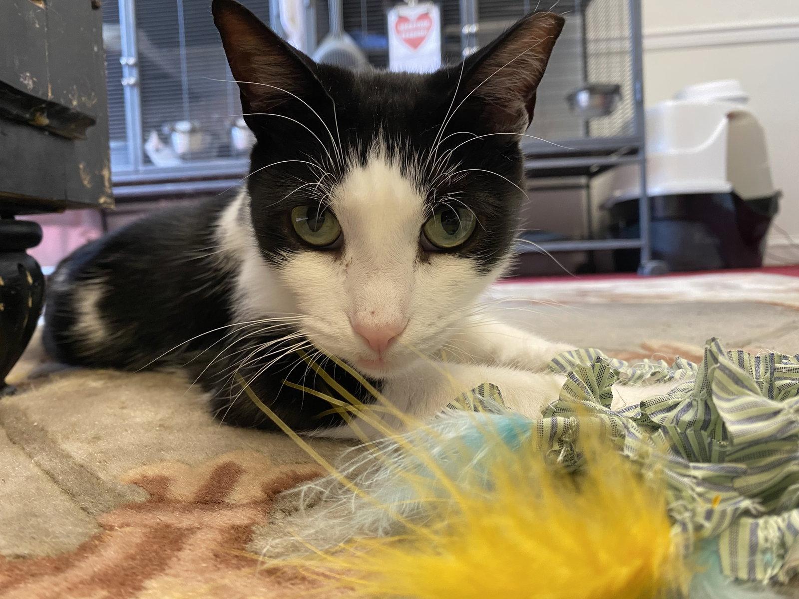 Oolong, a Adoptable Domestic Short Hair in Gettysburg, PA image 1/3
