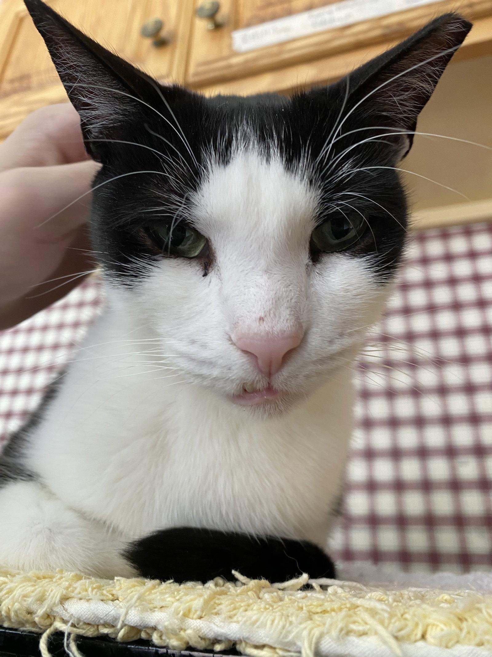 Oolong, a Adoptable Domestic Short Hair in Gettysburg, PA image 2/3