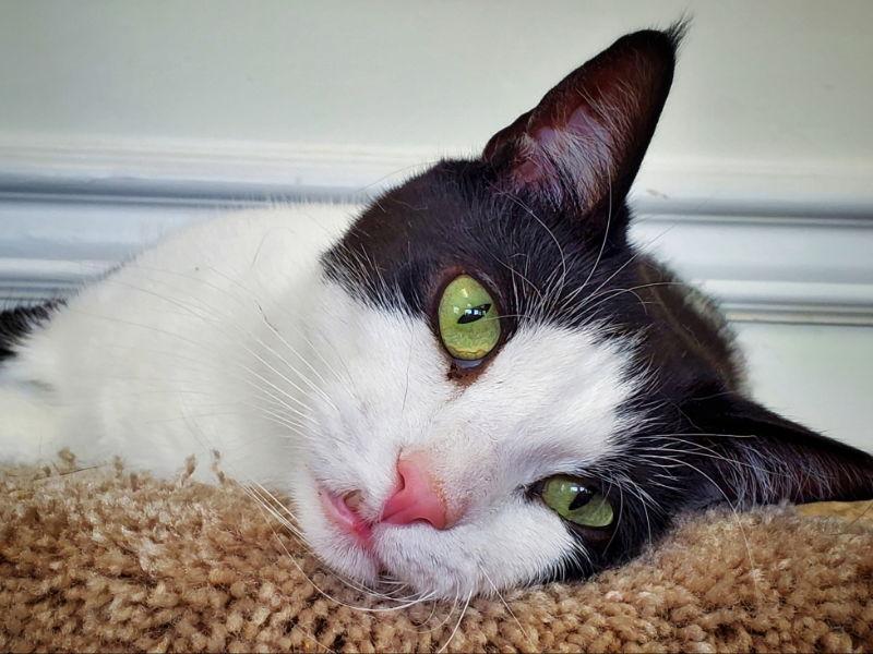 Oolong, Adoptable, Adult Male Domestic Short Hair.