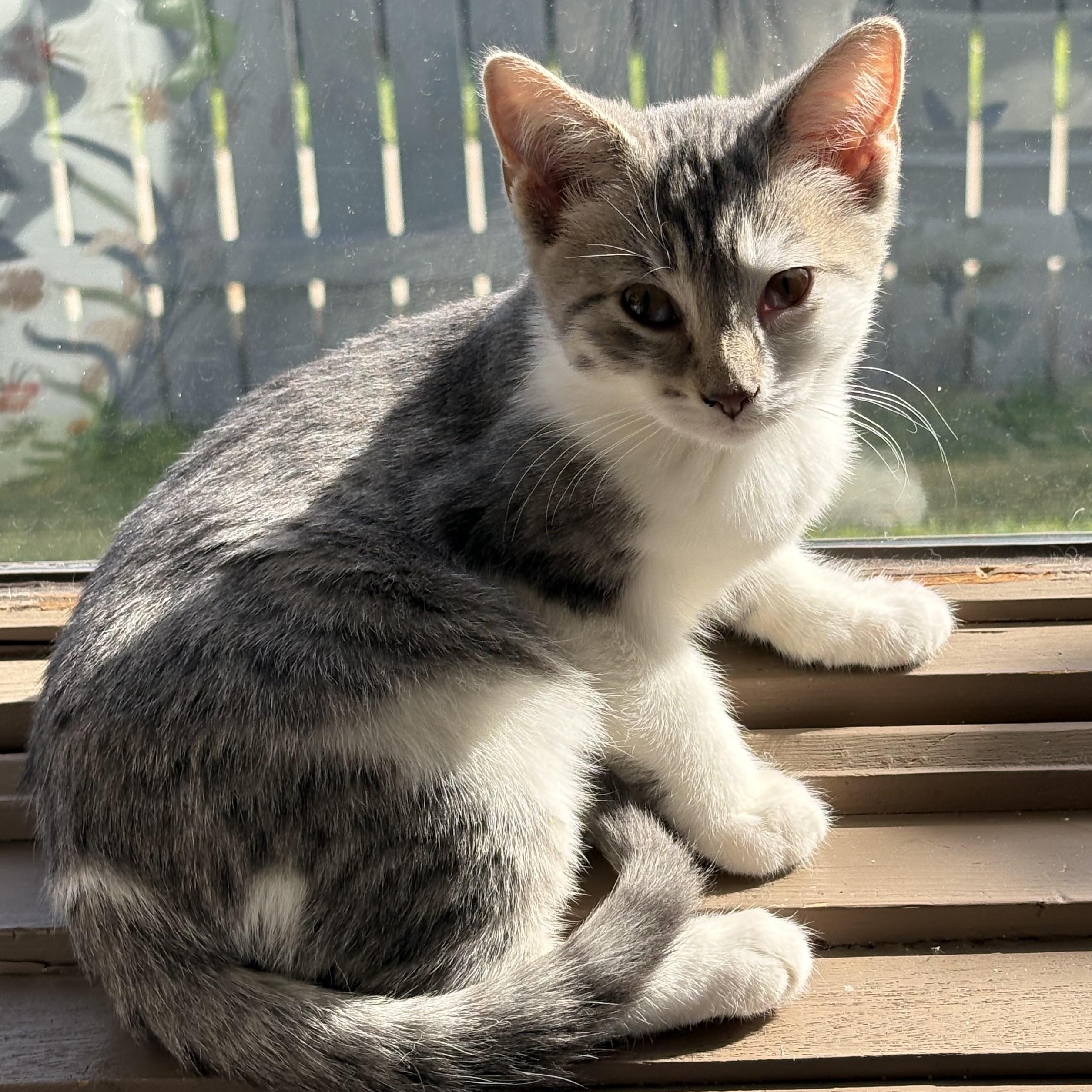 Enlarge Teresa, a Adoptable Domestic Short Hair in Butte, MT image 1/4