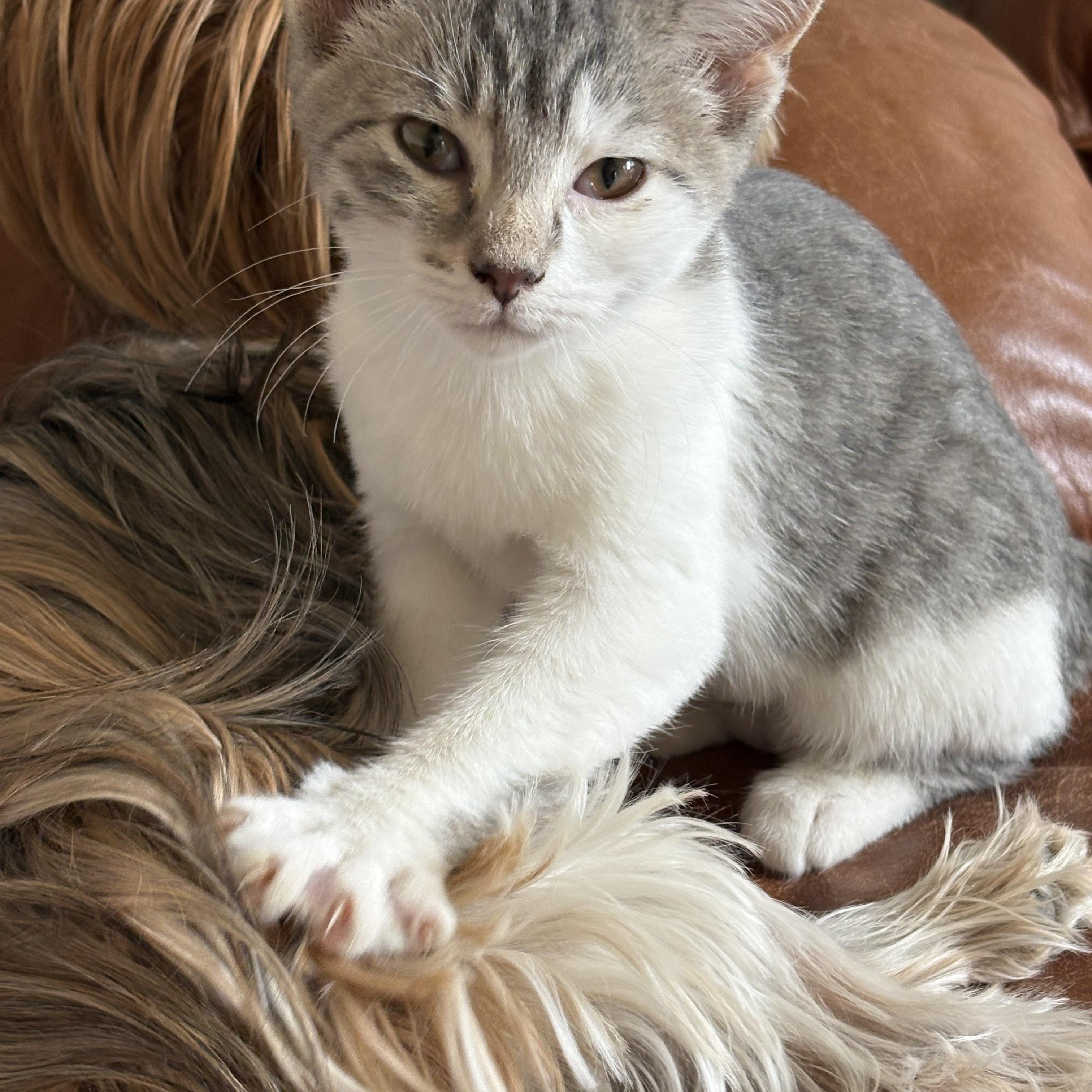 Enlarge Teresa, a Adoptable Domestic Short Hair in Butte, MT image 4/4