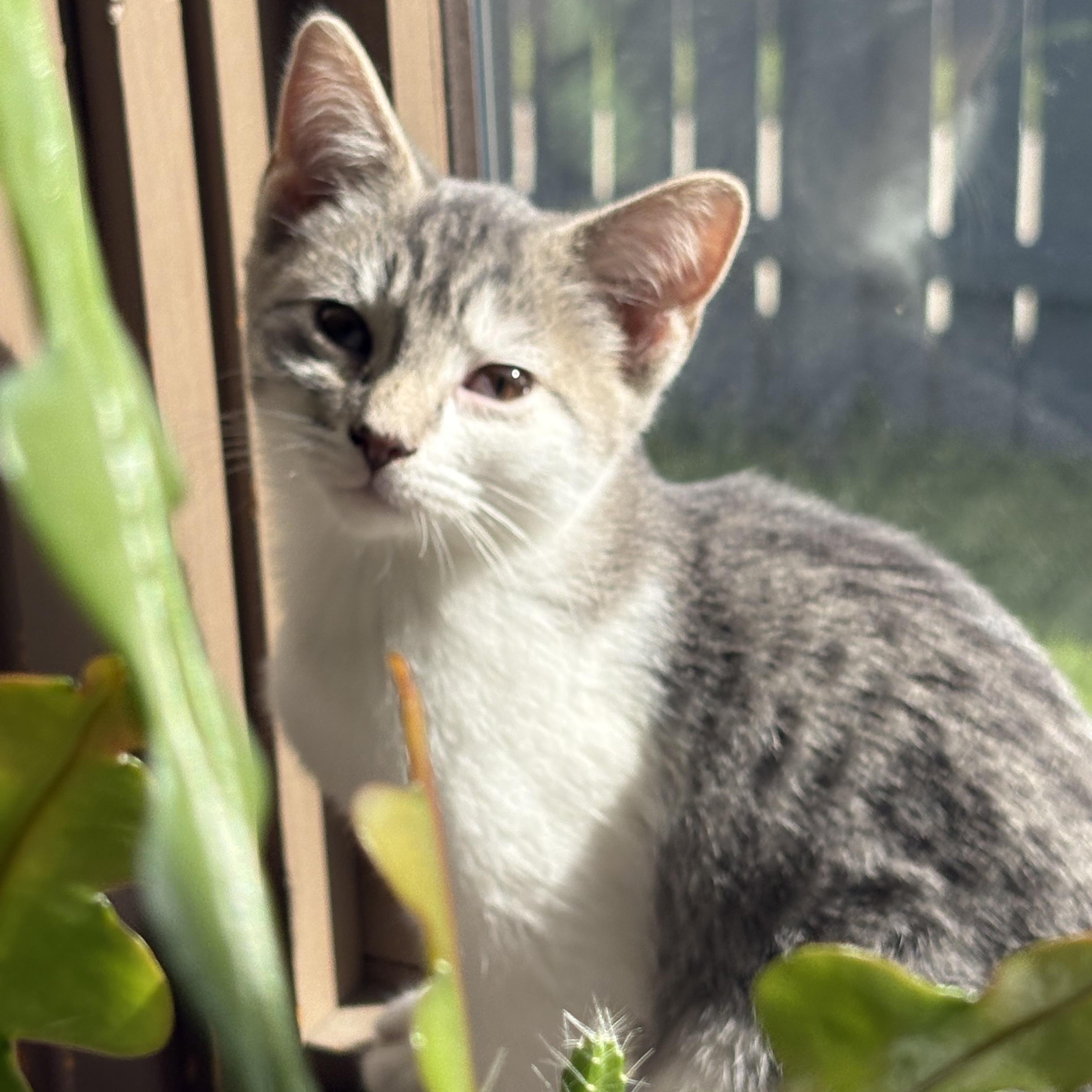Enlarge Teresa, a Adoptable Domestic Short Hair in Butte, MT image 2/4
