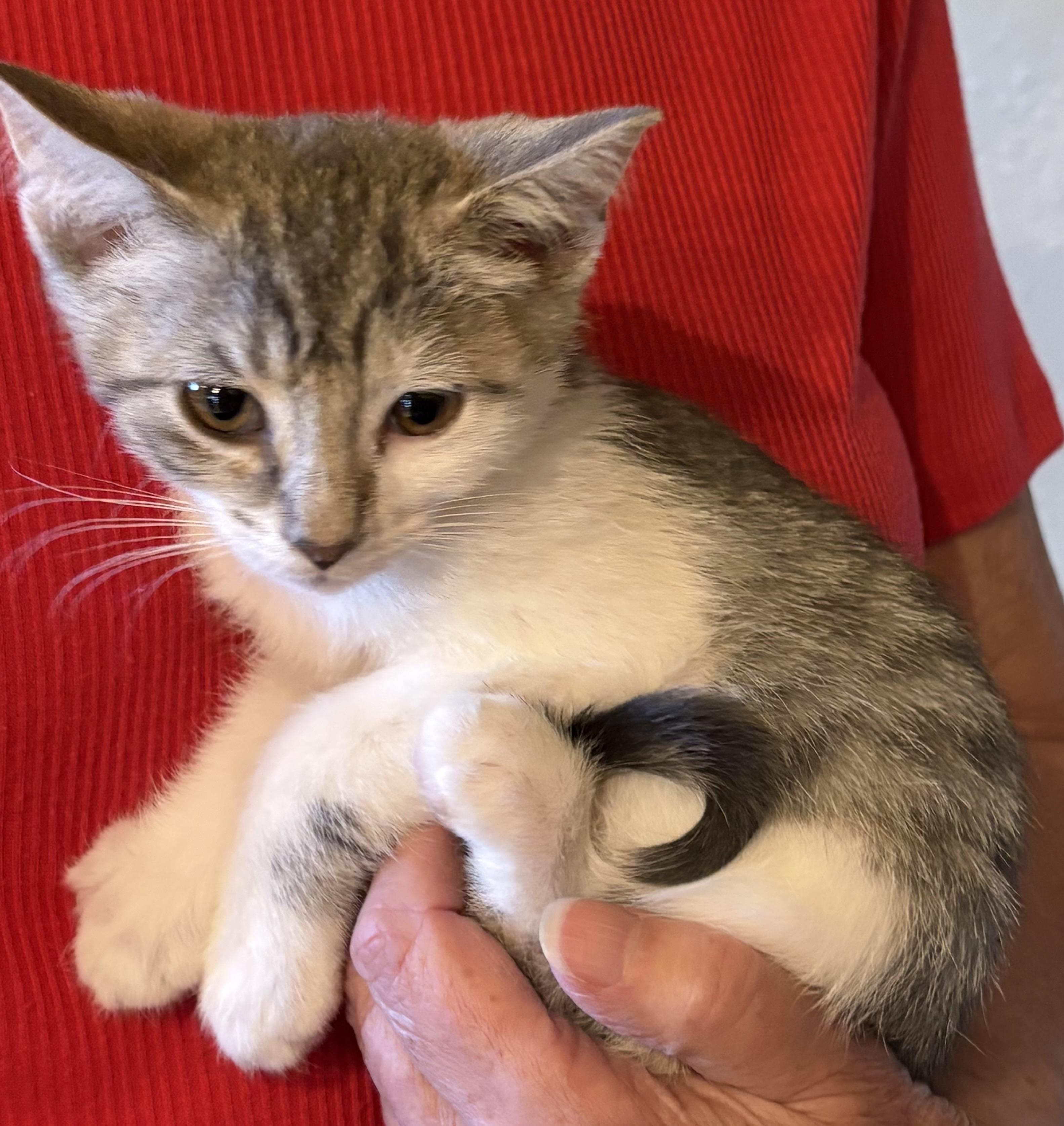 Enlarge Teresa, a Adoptable Domestic Short Hair in Butte, MT image 3/4