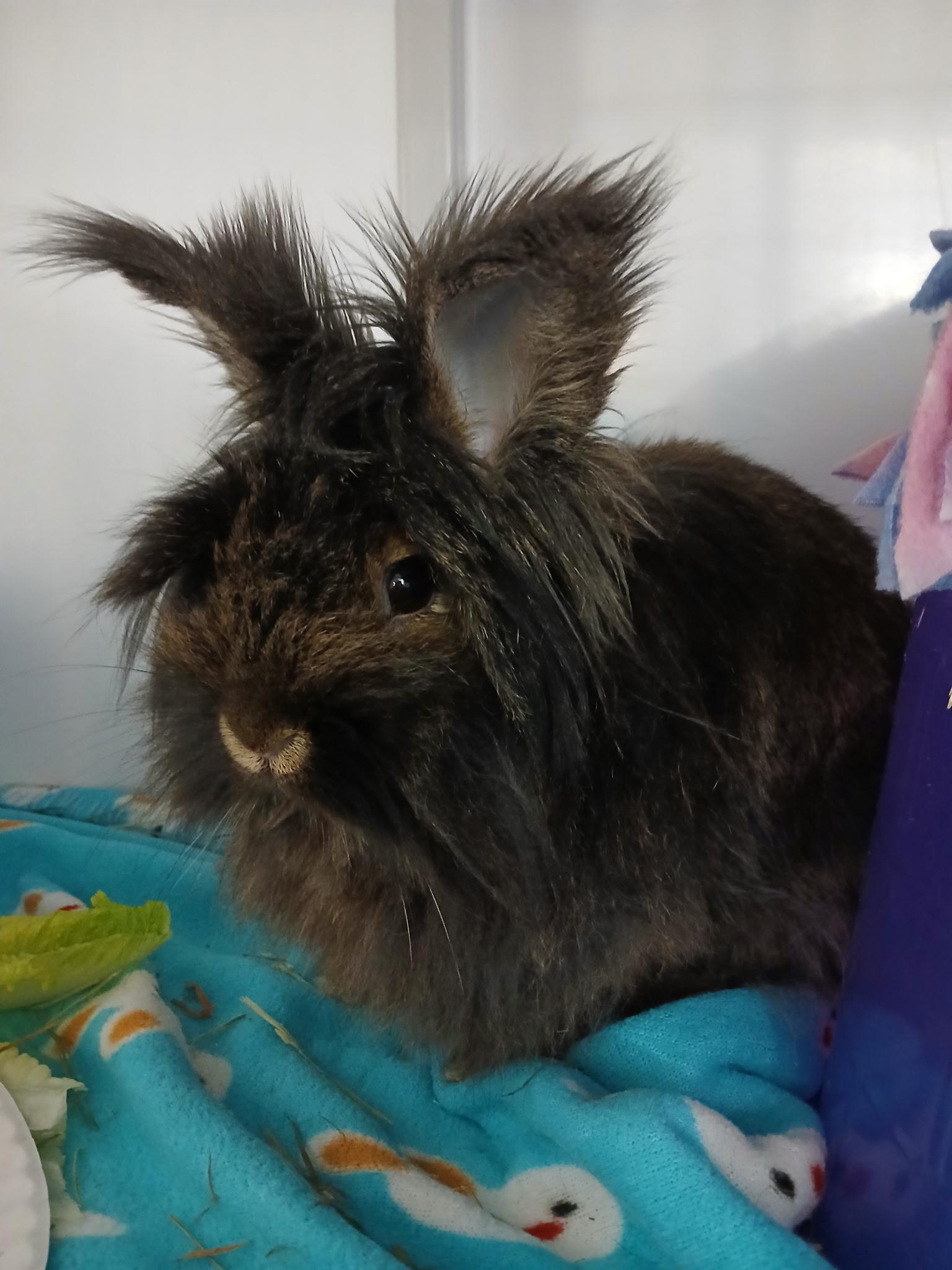 Enlarge Geisha, an adopted Lionhead in Chicago, IL image 2/2