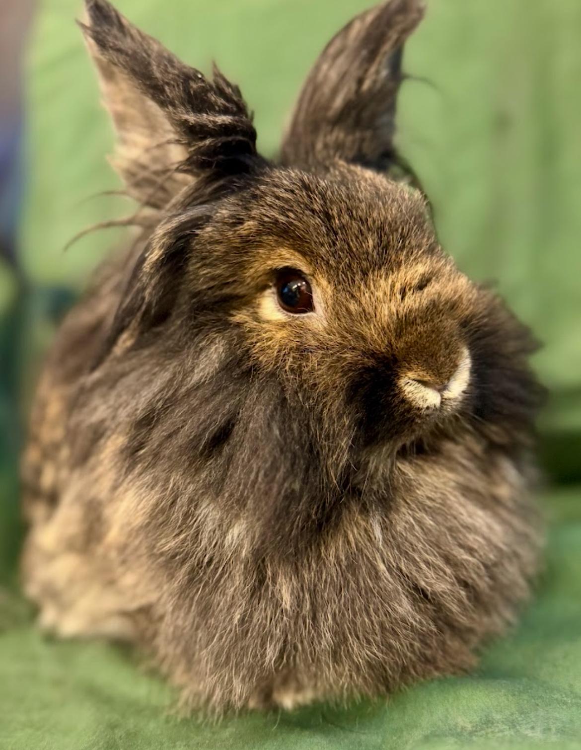 Geisha, adopted, Adult Female Lionhead.