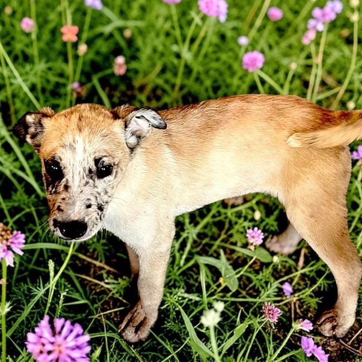 Freckles, an adopted mixed breed in Encinitas, CA image 3/3