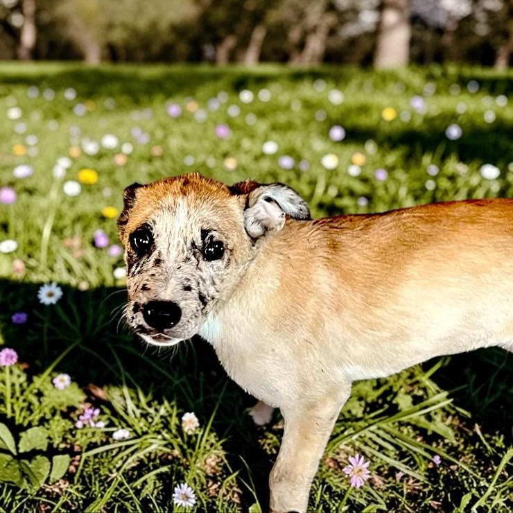 Freckles, an adopted mixed breed in Encinitas, CA image 2/3