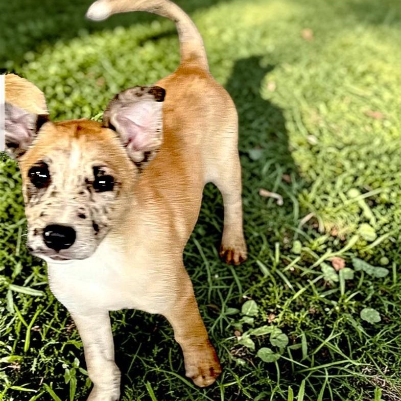 Freckles, an adopted mixed breed in Encinitas, CA image 1/3