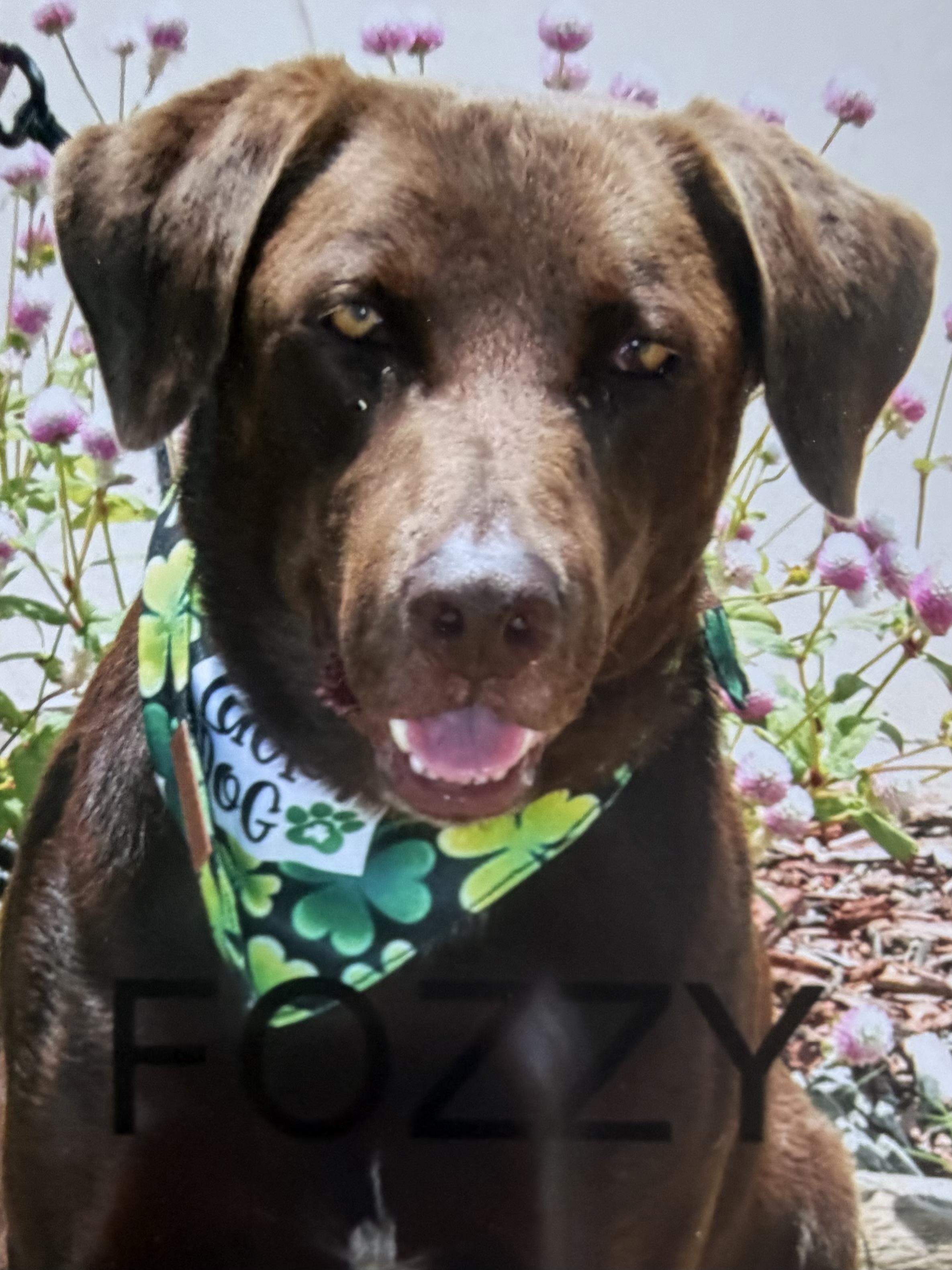 Enlarge Fozzy, a ADOPTABLE mixed breed in Hutchinson, KS image 2/2