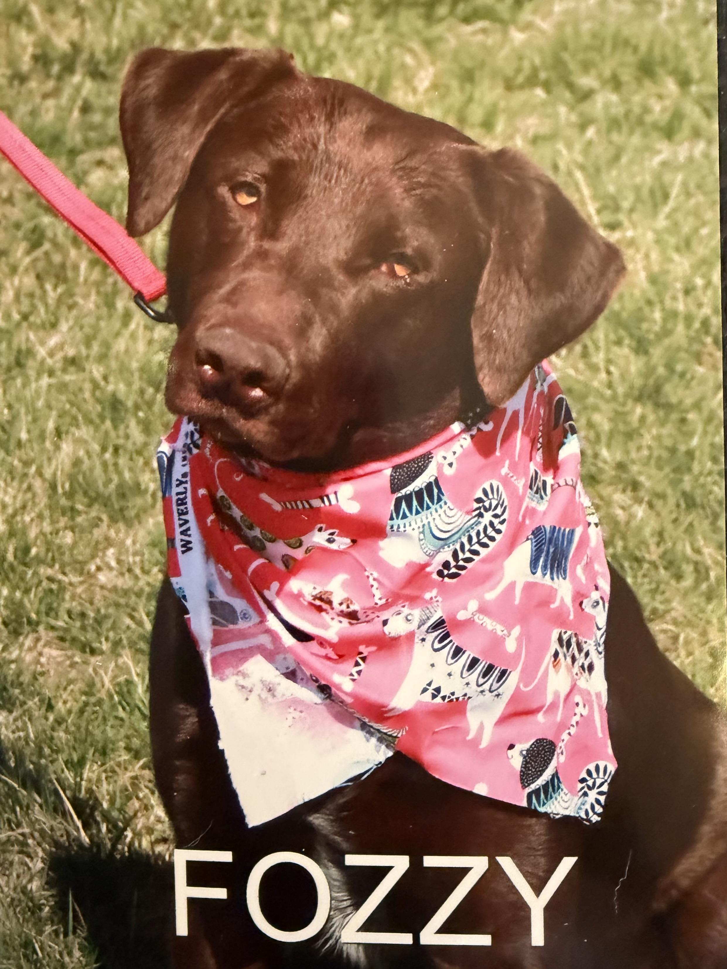 Fozzy, ADOPTABLE, Young Male Chocolate Labrador Retriever.