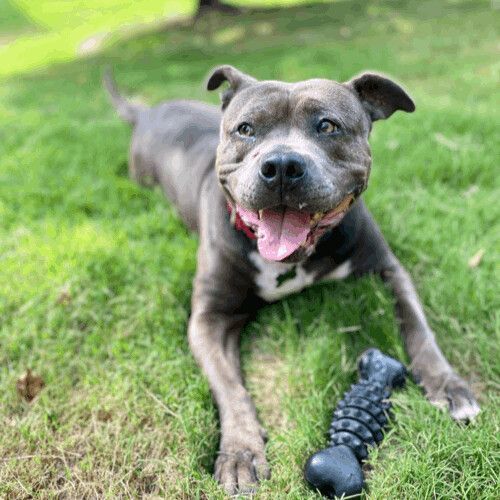 Indigo, Adoptable, Adult Female American Staffordshire Terrier.