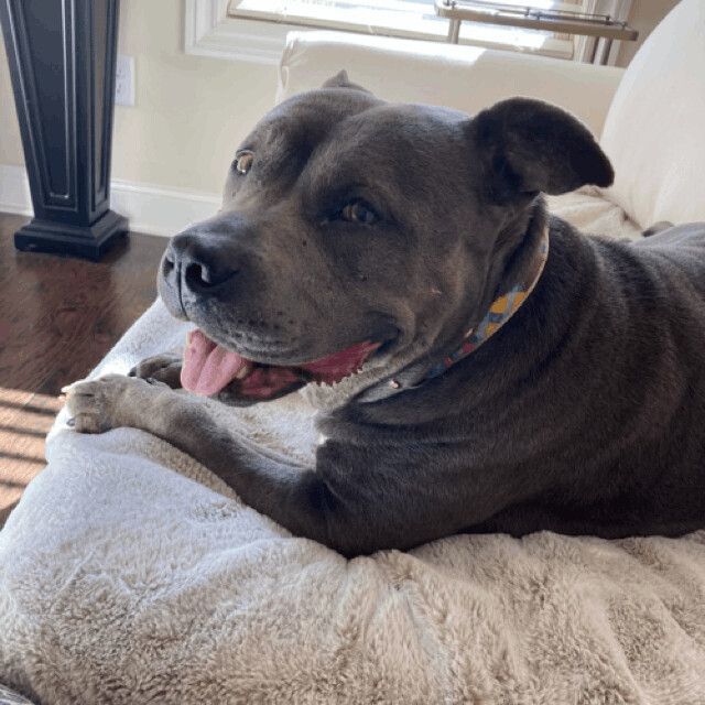 Enlarge Indigo, a Adoptable American Staffordshire Terrier in Roswell, GA image 2/5