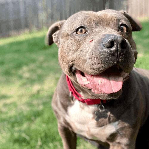 Indigo, Adoptable, Adult Female American Staffordshire Terrier.