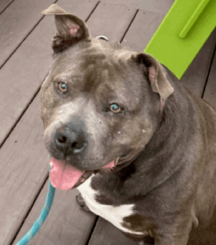 Enlarge Indigo, a Adoptable American Staffordshire Terrier in Roswell, GA image 4/5