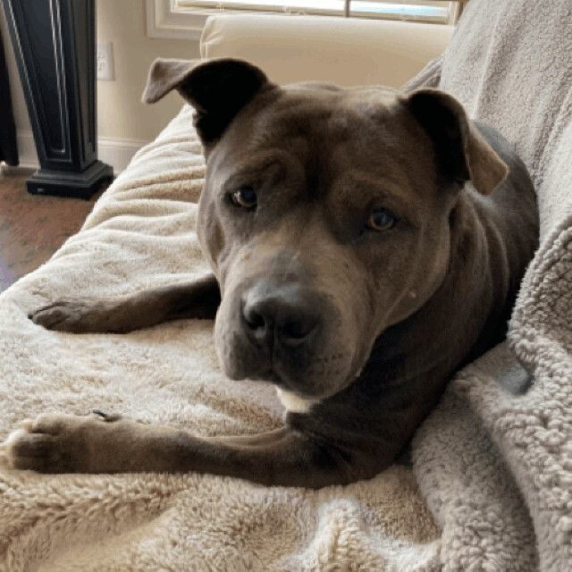 Enlarge Indigo, a Adoptable American Staffordshire Terrier in Roswell, GA image 5/5