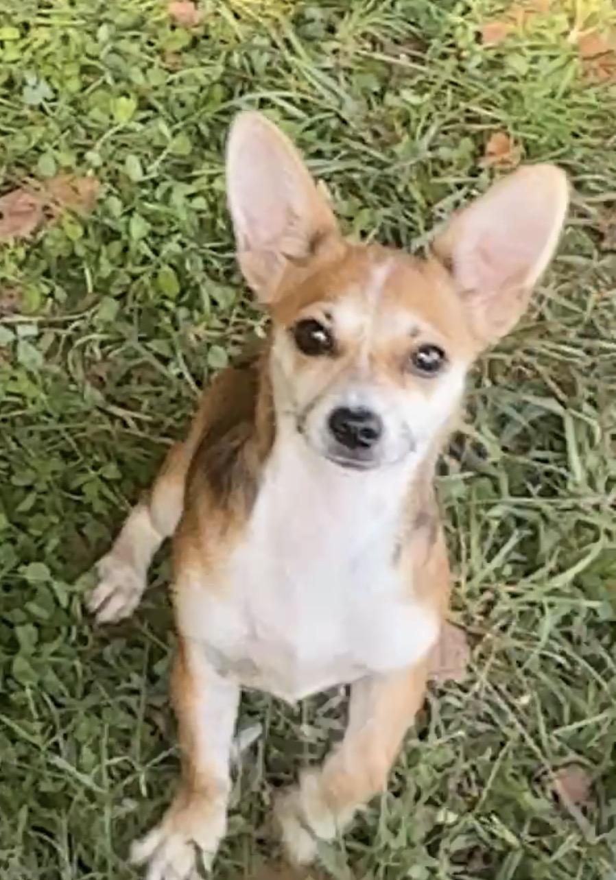 Tika, Adoptable, Puppy Female Chihuahua.