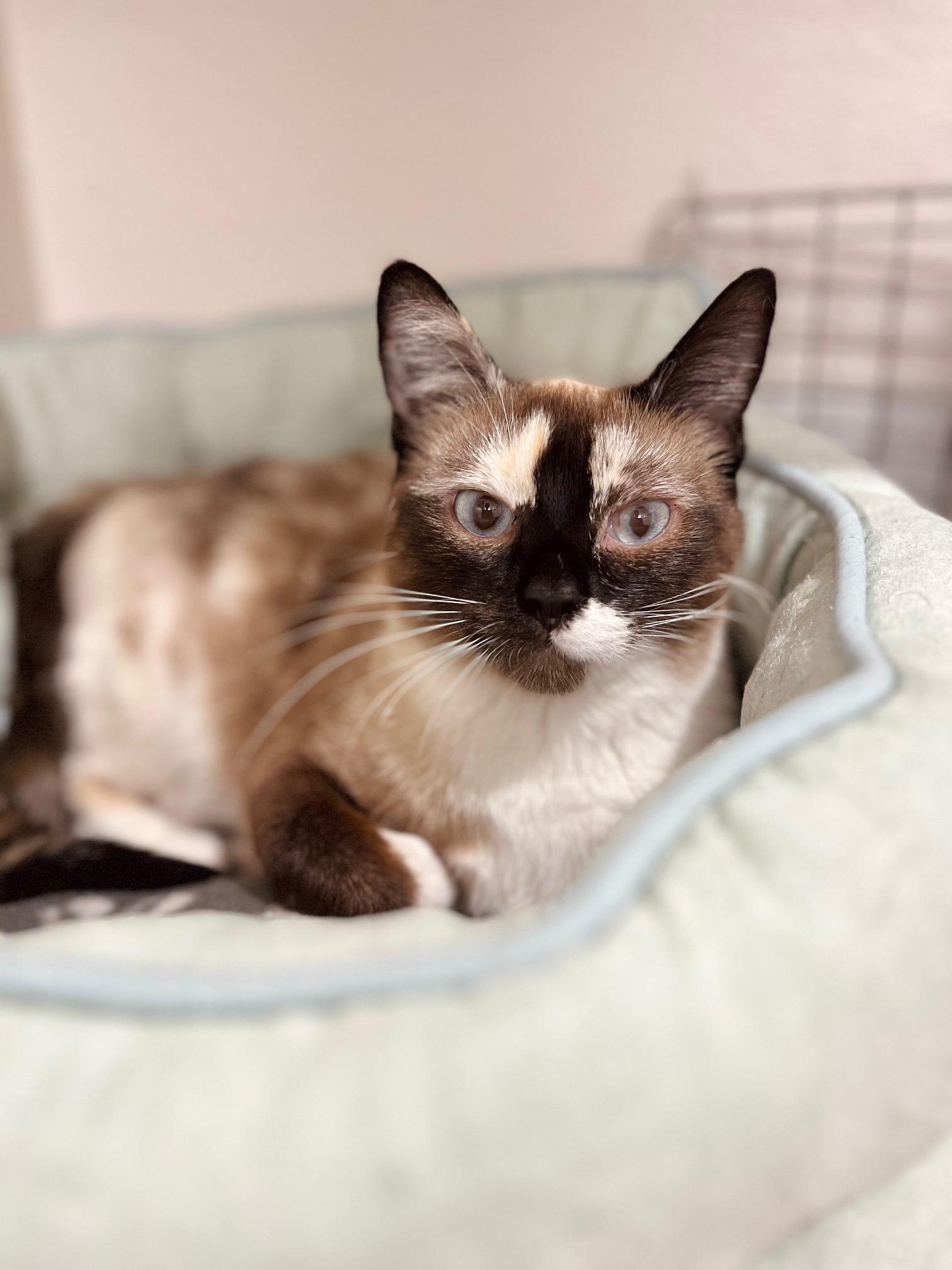 Marian, an adoptable Domestic Short Hair in Boise, ID, 83709 | Photo Image 1