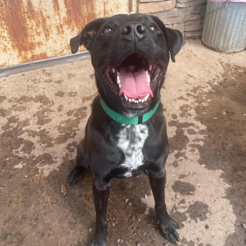 Remon 11-0507, Adoptable, Adult Male Black Labrador Retriever & Terrier.