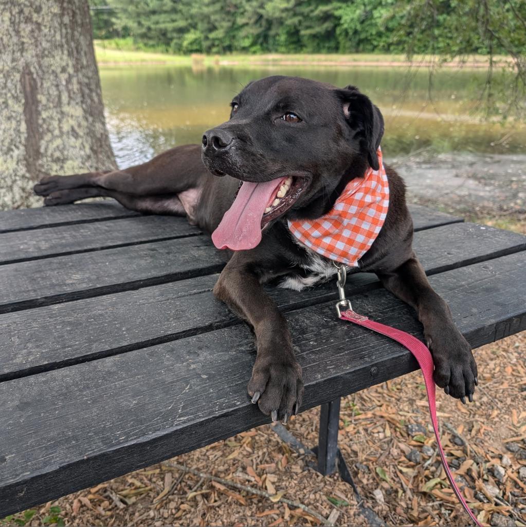 Enlarge Remon 11-0507, a Adoptable mixed breed in Tyrone, GA image 2/6