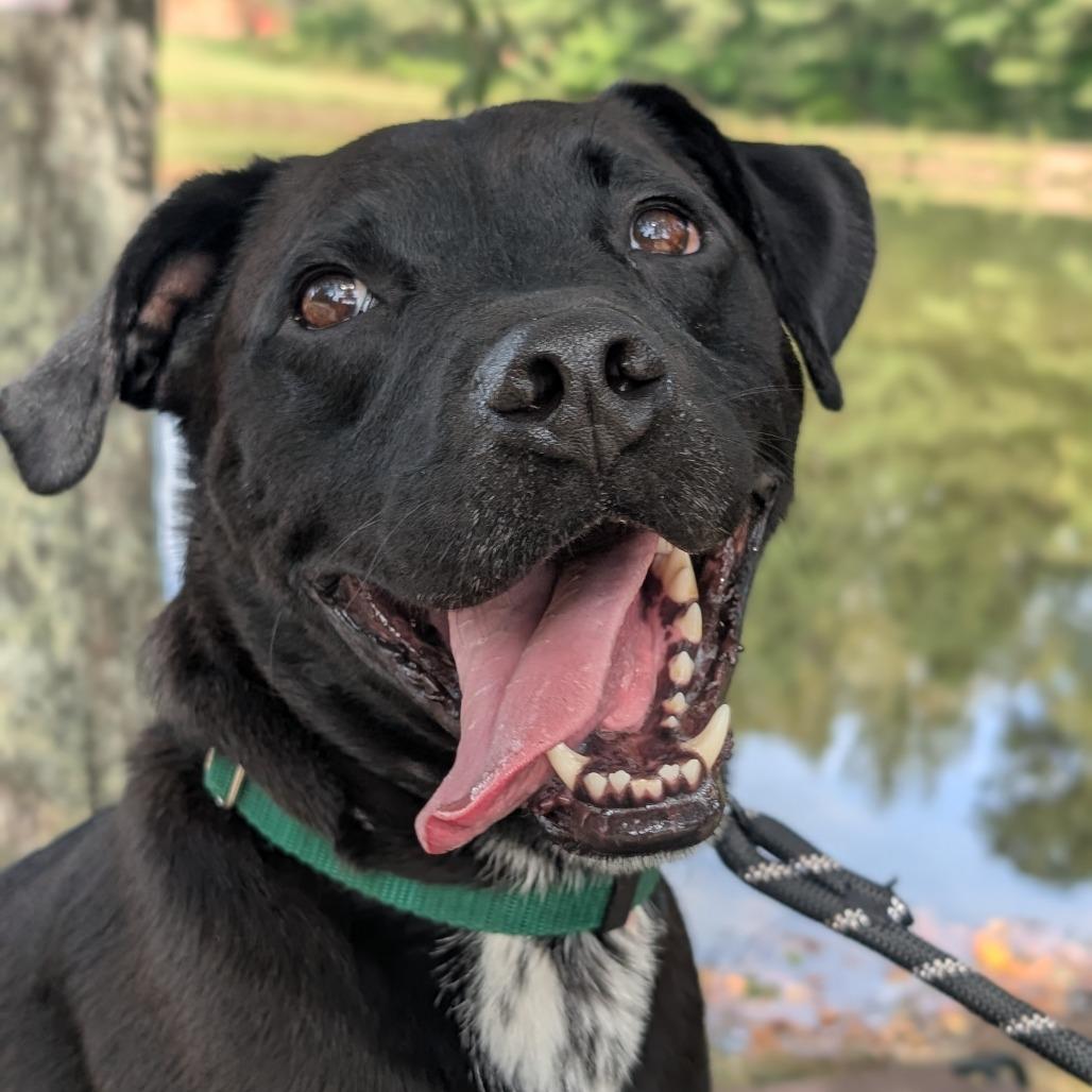 Enlarge Remon 11-0507, a Adoptable mixed breed in Tyrone, GA image 3/6