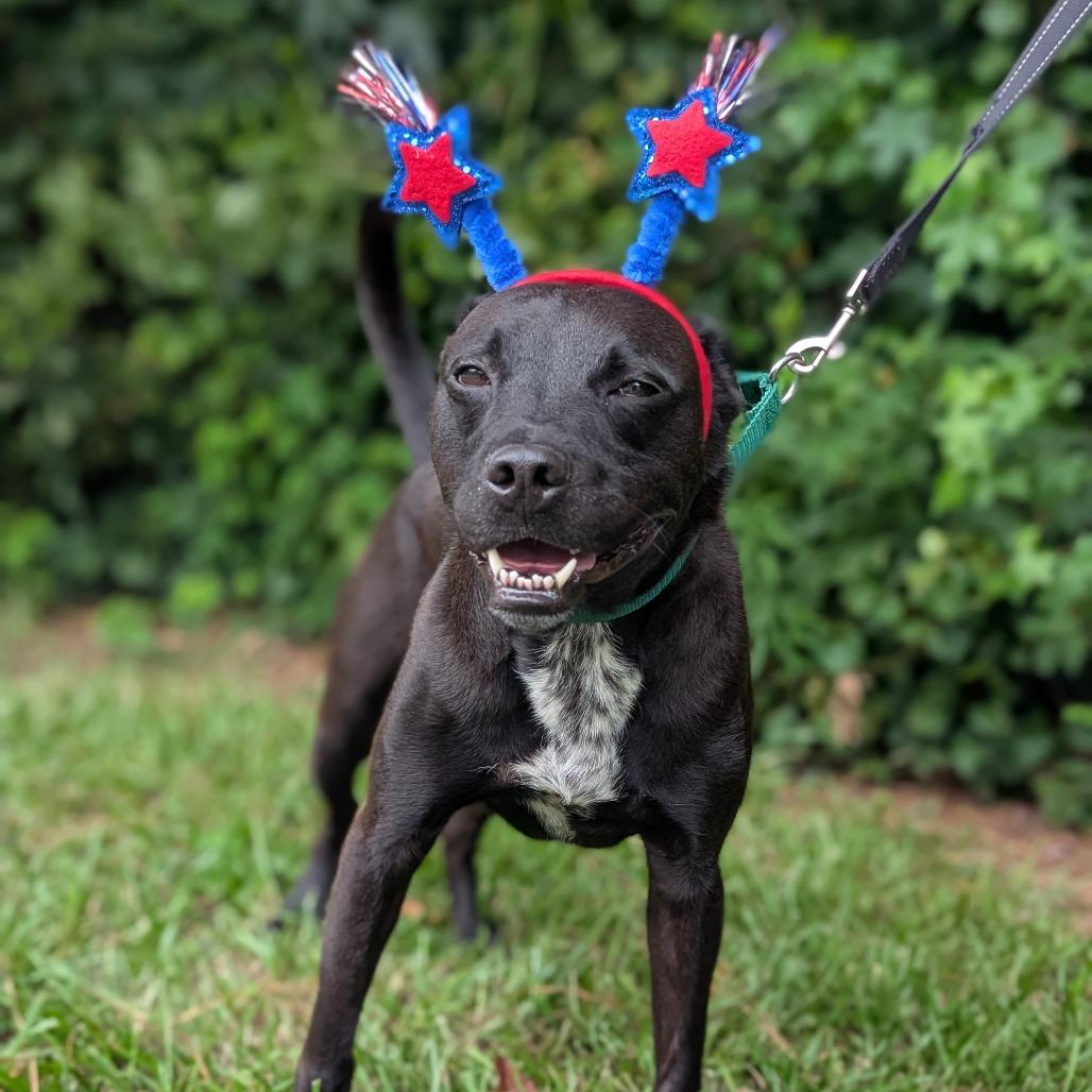 Enlarge Remon 11-0507, a Adoptable mixed breed in Tyrone, GA image 4/6