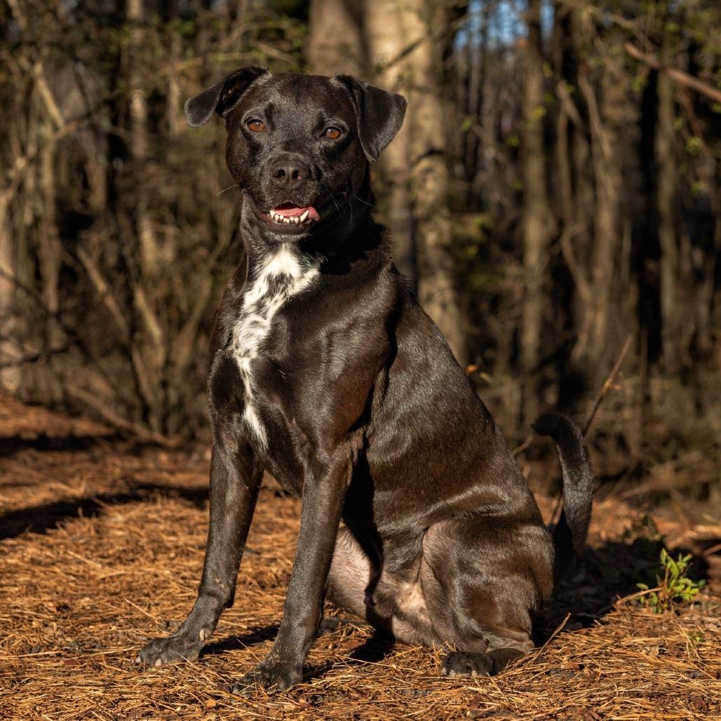 Enlarge Remon 11-0507, a Adoptable mixed breed in Tyrone, GA image 5/6