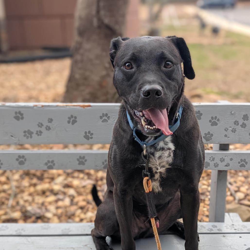 Enlarge Remon 11-0507, a Adoptable mixed breed in Tyrone, GA image 6/6