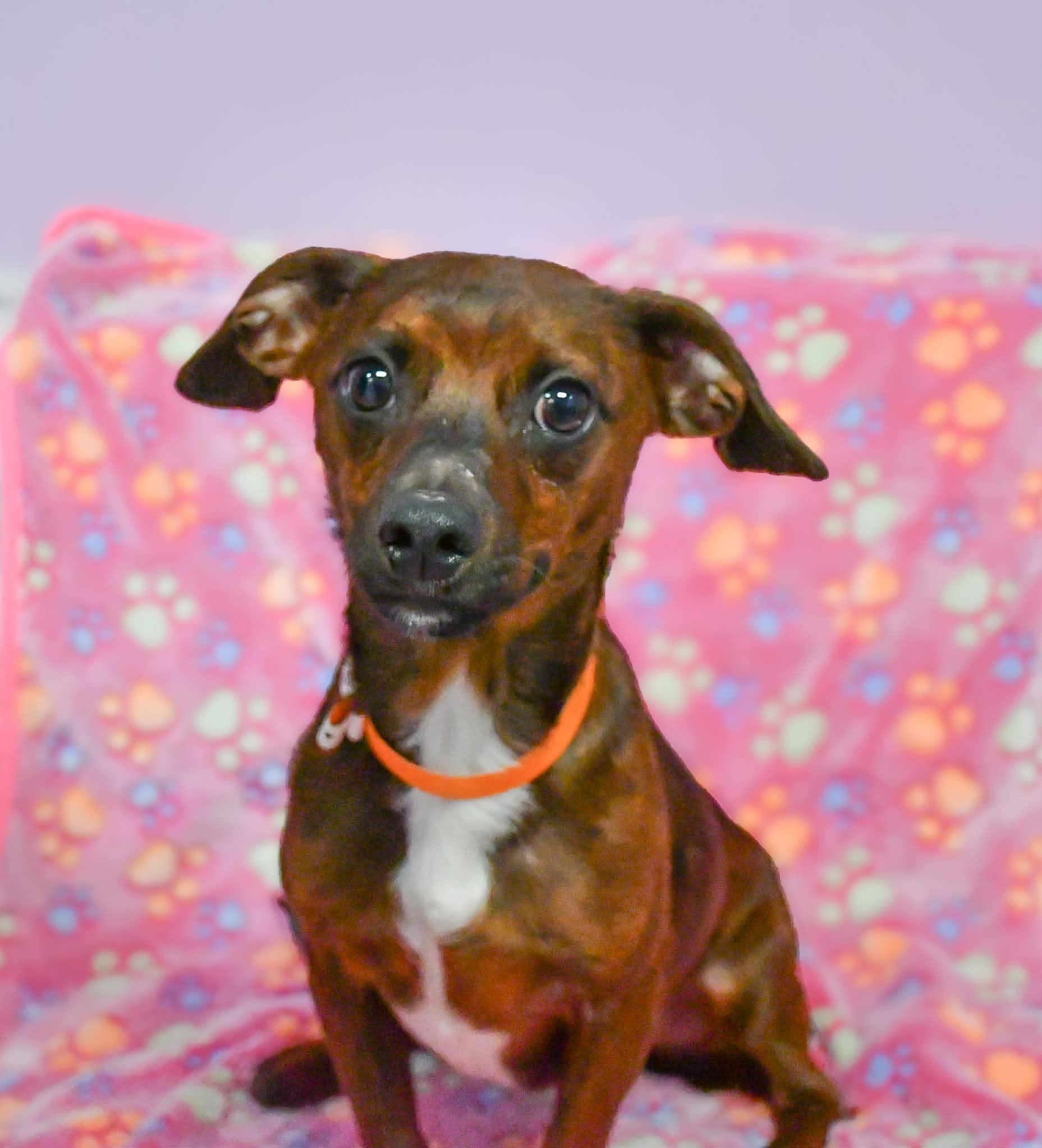 Bing in NH! Come Meet our Adoptable Dogs Wed-Sat More Info in Bio, adopted, Young Male Dachshund & Beagle.