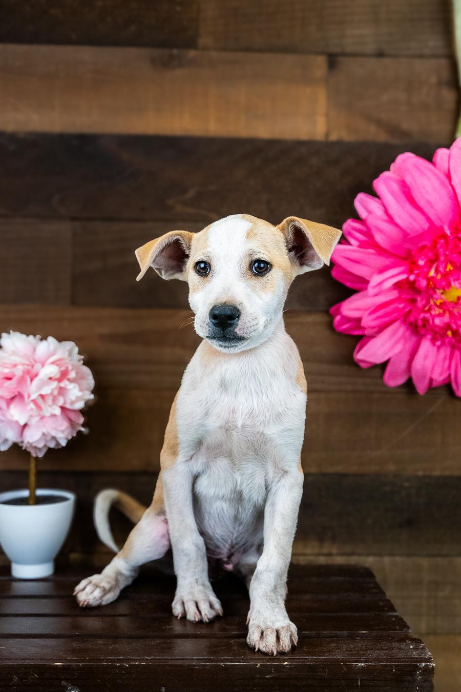 Enlarge 474-26, a ADOPTABLE mixed breed in Brighton, CO image 1/1