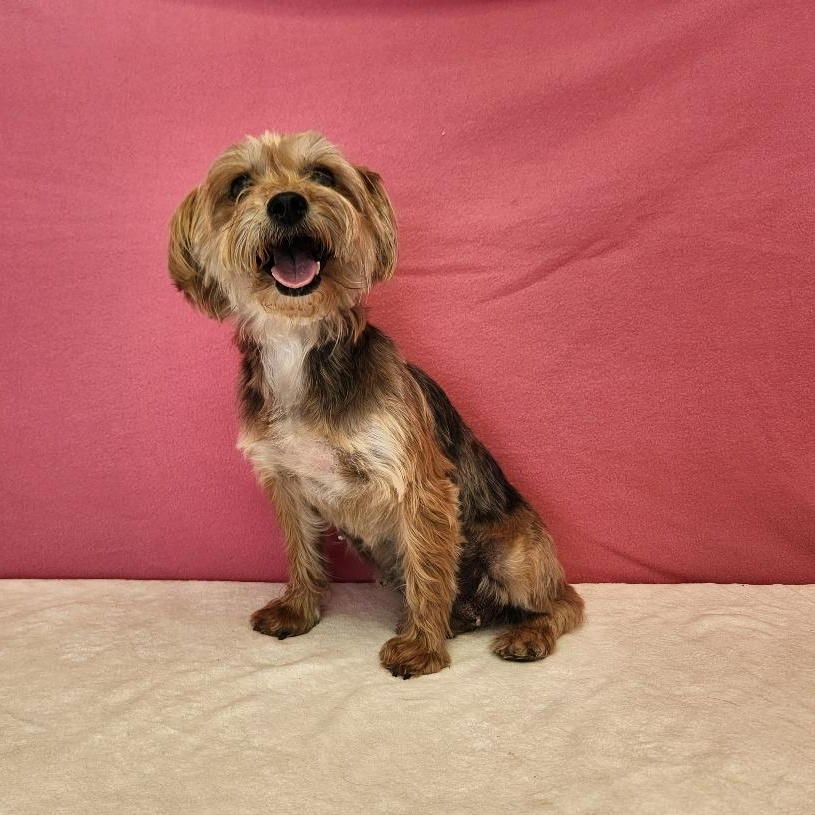 Enlarge London, an adopted Yorkshire Terrier in Benld, IL image 1/1