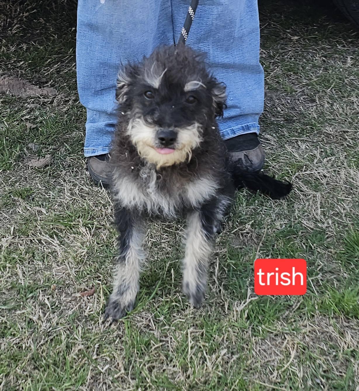 Enlarge Trish, an adopted mixed breed in abingdon, MD image 1/1