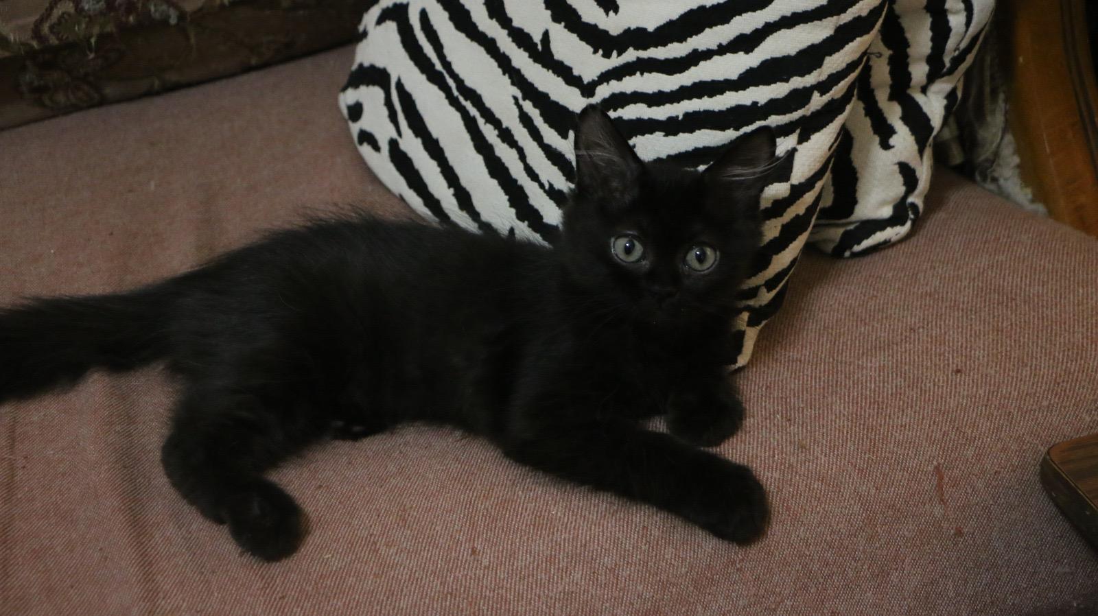 5 kittens at 3 months