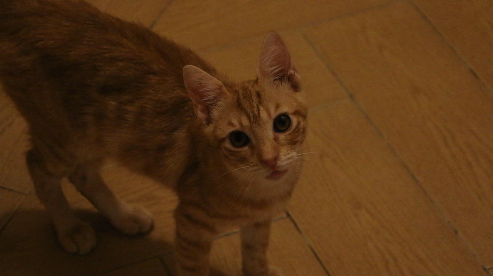 5 kittens at 3 months