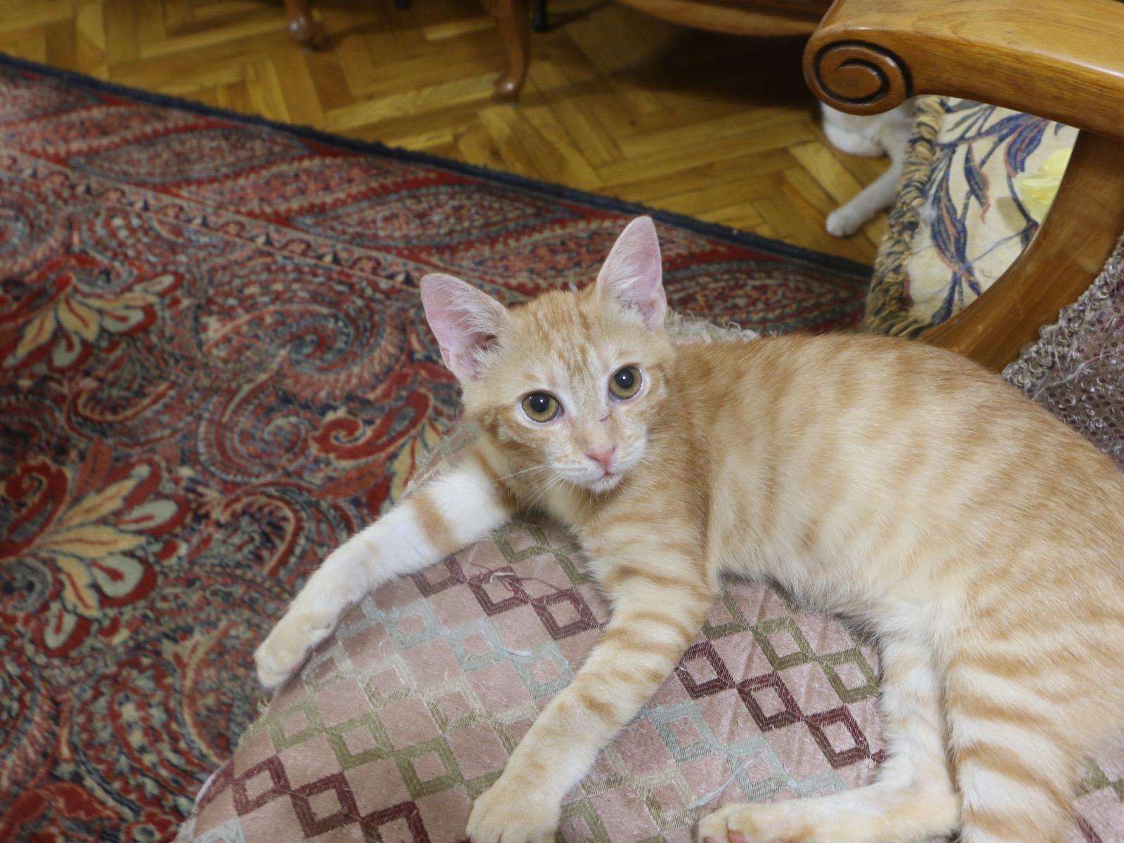 5 kittens at 3 months