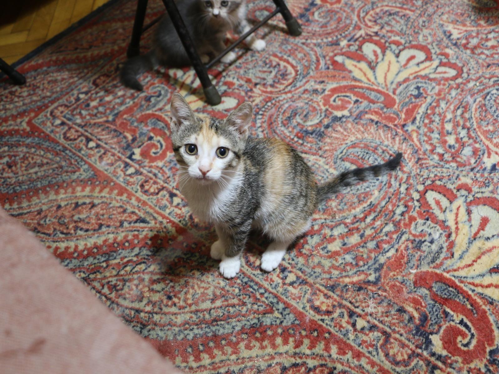 5 kittens at 3 months