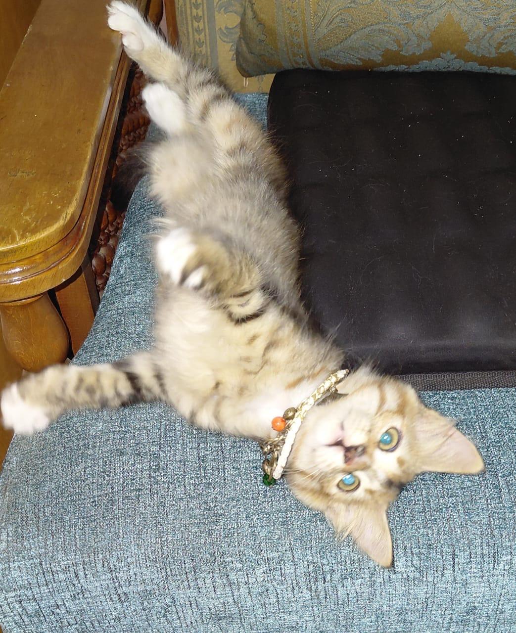 5 kittens at 3 months