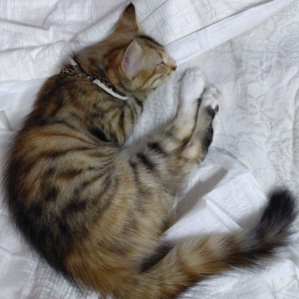 5 kittens at 3 months