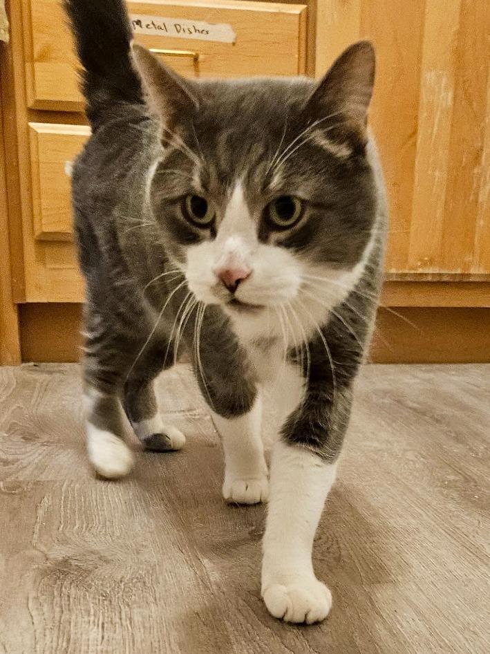 Tolouse, Adoptable, Adult Male Domestic Short Hair.