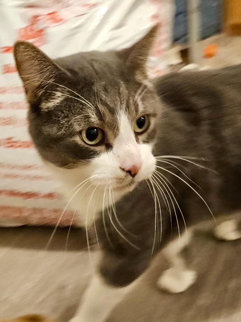 Enlarge Tolouse, a Adoptable mixed breed in Thompson Falls, MT image 2/3