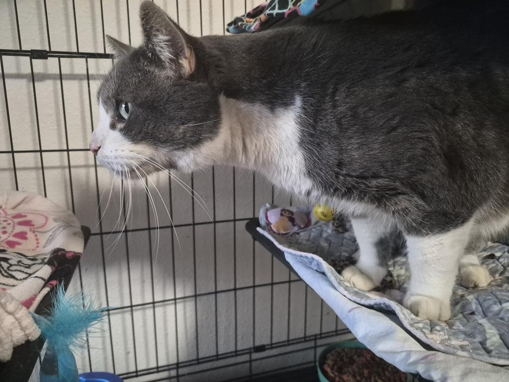 Enlarge Tolouse, a Adoptable mixed breed in Thompson Falls, MT image 3/3