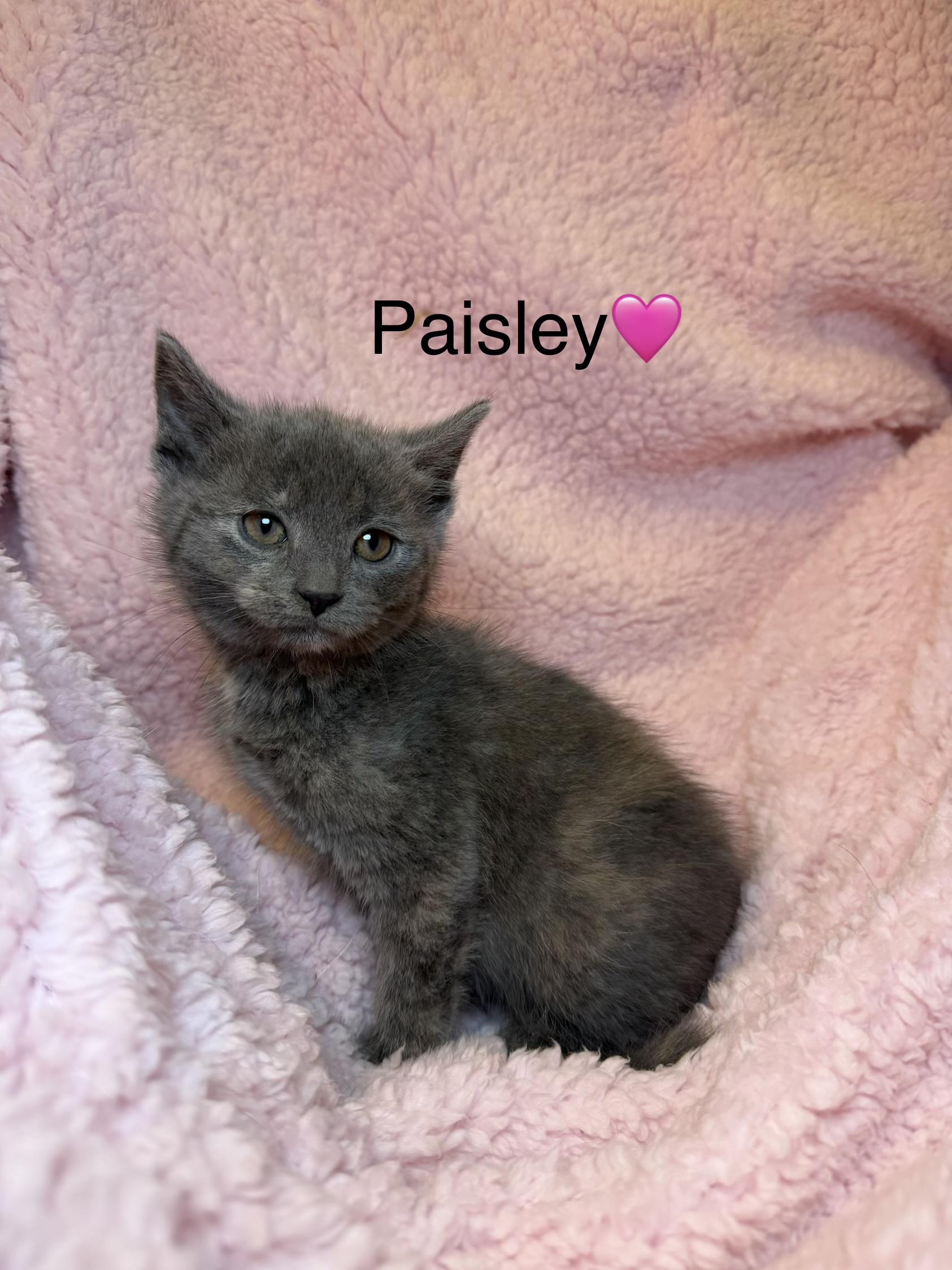 Paisley, ADOPTABLE, Kitten Female Dilute Tortoiseshell.