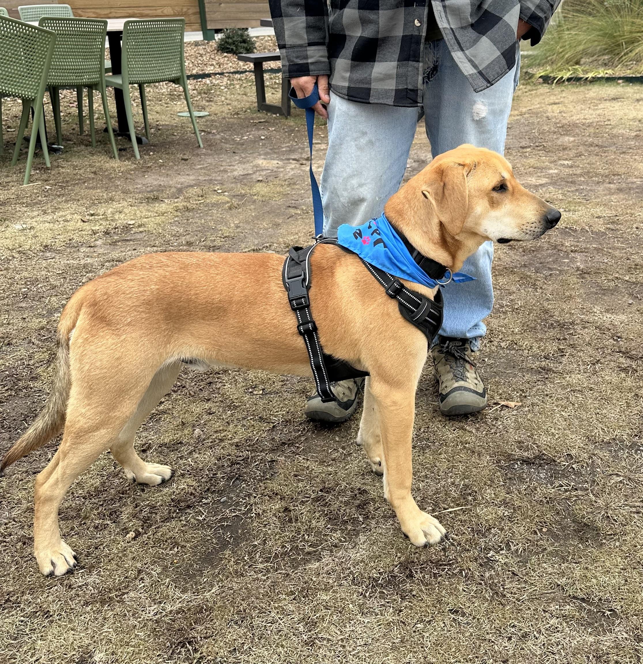 Enlarge Gronk, an adoptable mixed breed in Little Rock, AR image 2/5