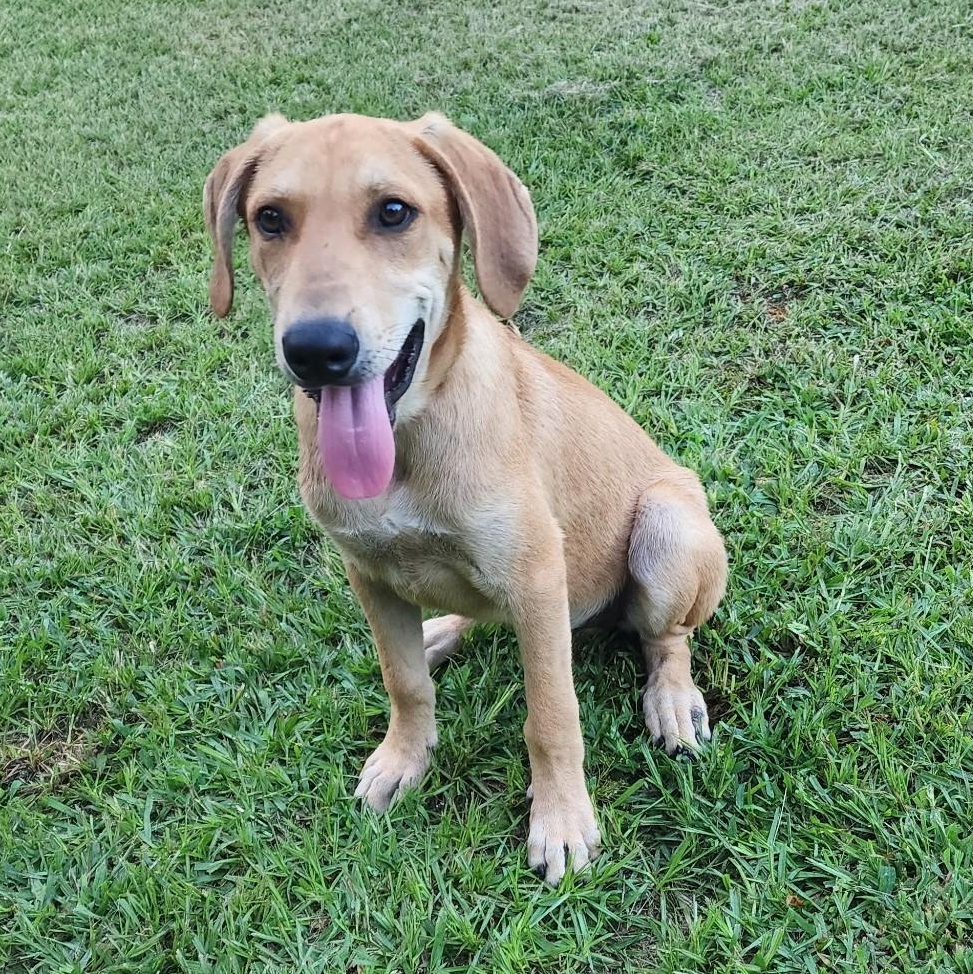 Gronk, a Adoptable mixed breed in Little Rock, AR image 1/6